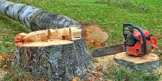 Best Tree Maintenance Programs  in Yucos, CA