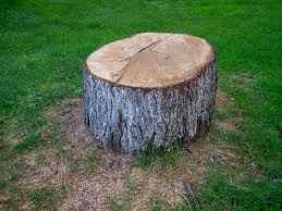Best Fruit Tree Pruning  in Yucos, CA