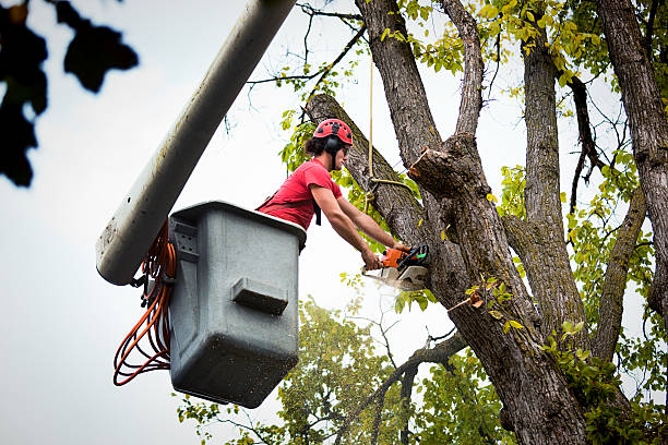Best Tree Trimming and Pruning  in Yucos, CA